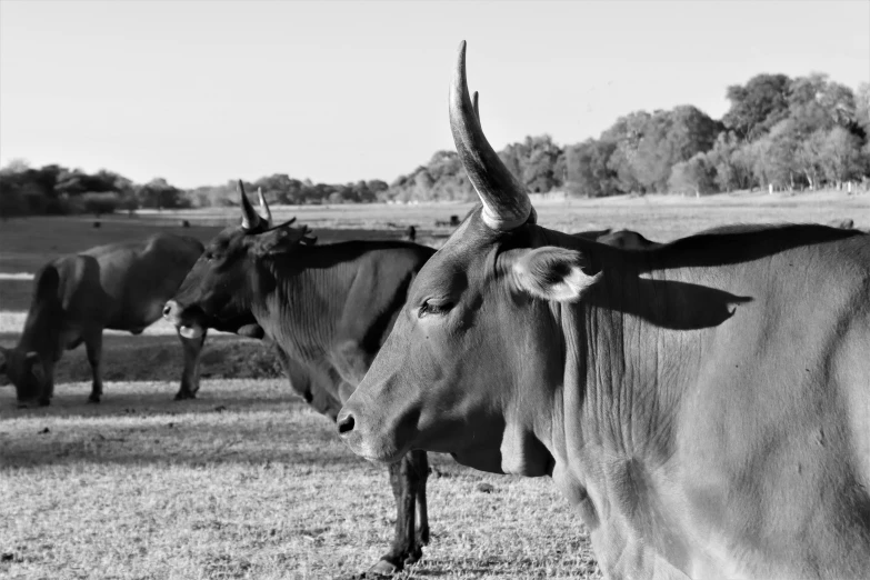 a herd of cattle standing on top of a grass covered field, a black and white photo, two horns on the head, mexican standoff, focused photo, on a farm