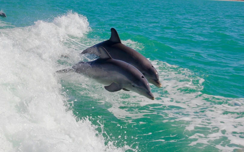 a couple of dolphins riding on top of a wave, by Daniel Taylor, pexels contest winner, hurufiyya, abel tasman, the emerald coast, thumbnail, slide show