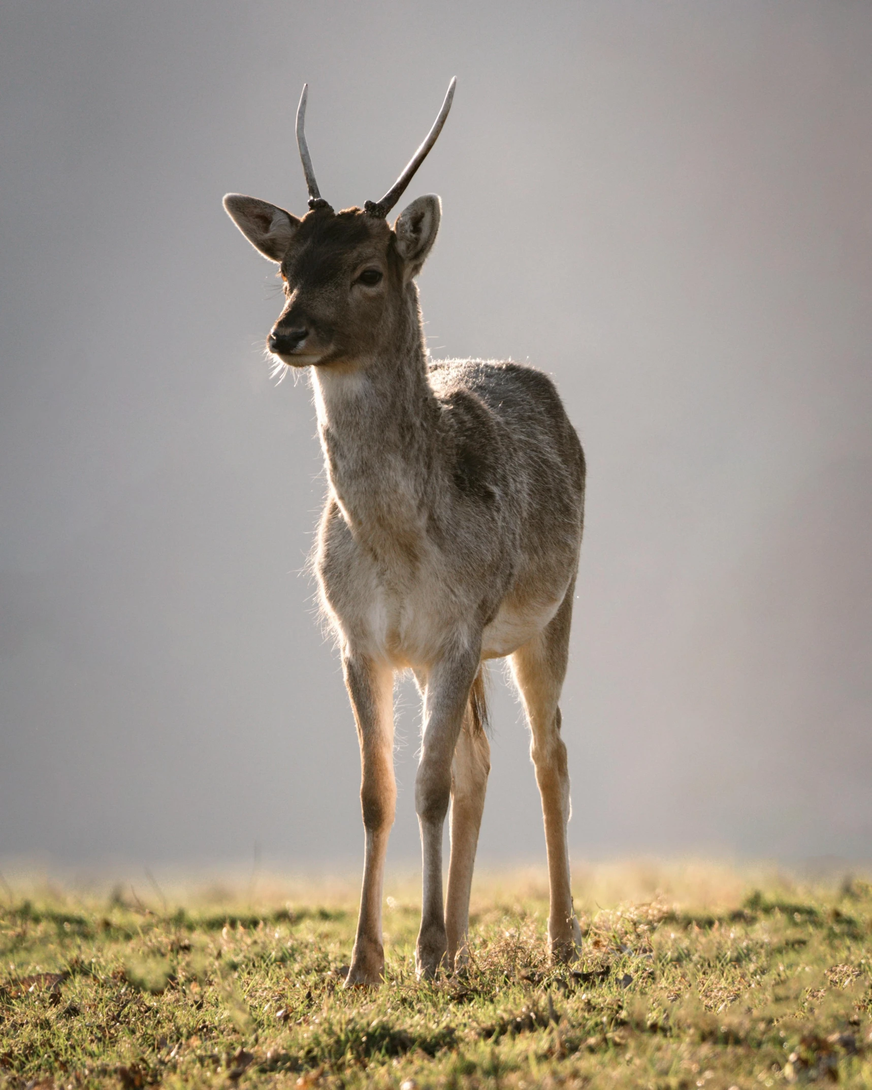 a deer standing on top of a grass covered field, in the sun