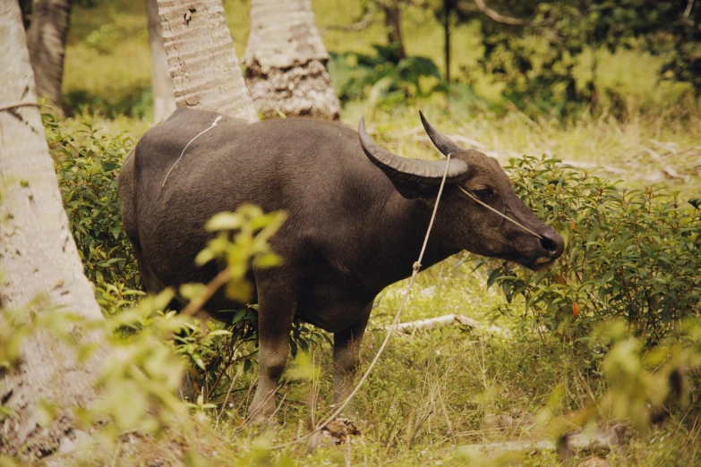 an animal that is standing in the grass, an album cover, unsplash, sumatraism, kerala village, that resembles a bull\'s, profile image, in a tropical forest