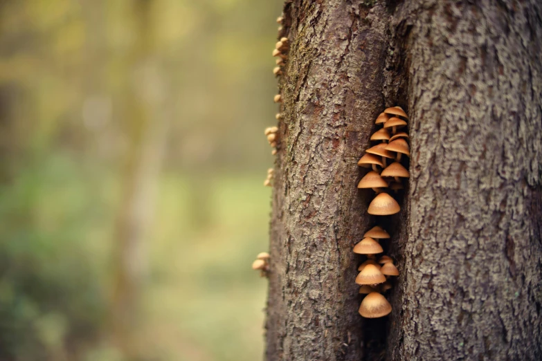 a group of mushrooms growing out of a tree, a macro photograph, by Jesper Knudsen, unsplash, ((trees))