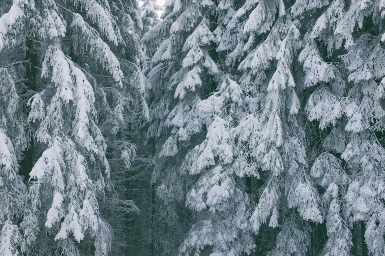 a man riding skis down a snow covered slope, a photo, inspired by Ivan Shishkin, unsplash contest winner, renaissance, spruce trees, grey, crystallized, portrait of tall