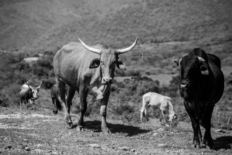 a herd of cattle standing on top of a grass covered field, a black and white photo, pexels contest winner, primitivism, mexican vaquero, long tail with horns, photo of a beautiful, steel bull run