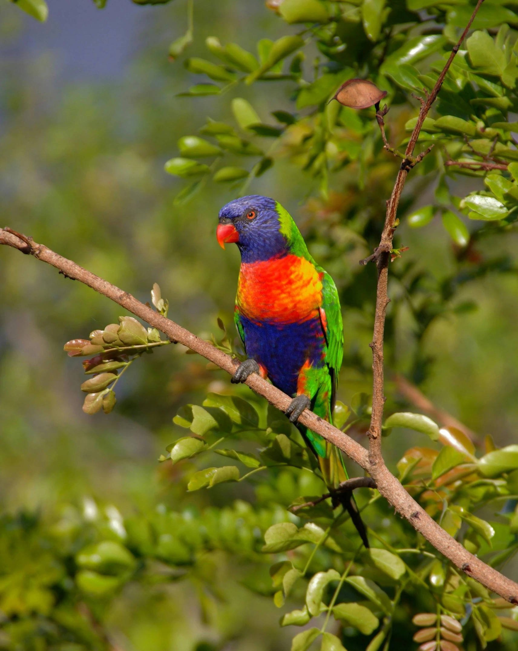 a colorful bird sitting on top of a tree branch, in australia, lgbtq, lush paradise