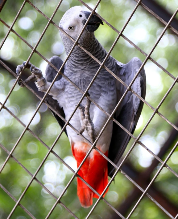 a parrot that is sitting in a cage, by Jakob Emanuel Handmann, pexels contest winner, hurufiyya, grey skinned, tail raised, kuntilanak on tree, no cropping