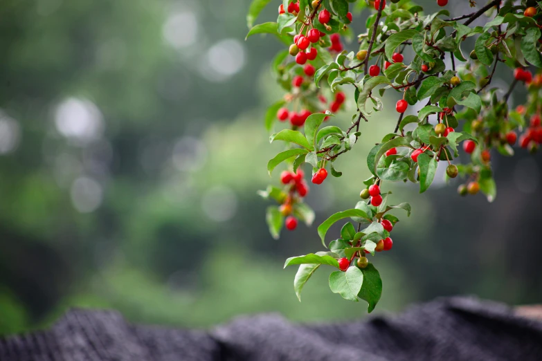 a bunch of red berries hanging from a tree, by Jan Rustem, unsplash, rain and haze, chinese style, background image