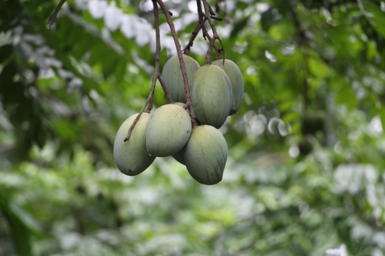 a bunch of mangoes hanging from a tree, by Ruth Abrahams, unsplash, sage green, 2 5 6 x 2 5 6 pixels, in a jungle environment, taiwan