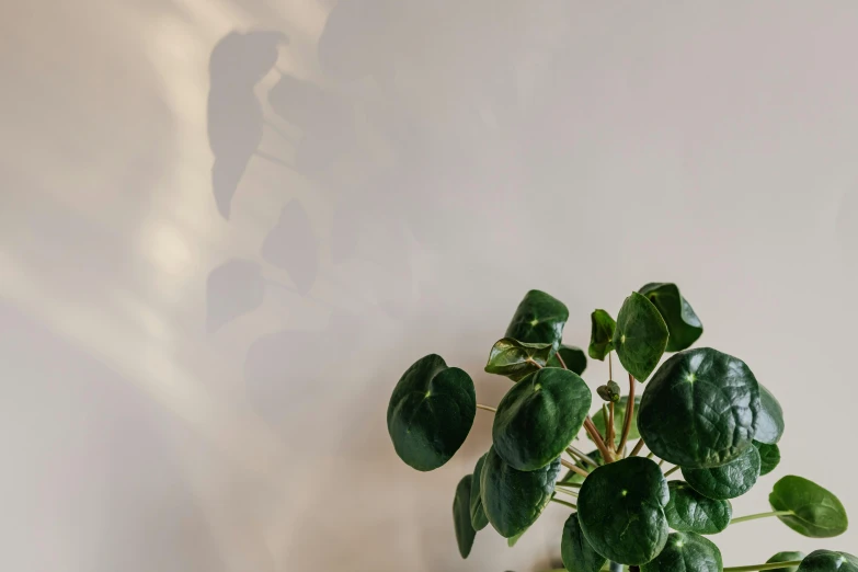 a potted plant sitting on top of a wooden table, by Emma Andijewska, trending on pexels, postminimalism, trees cast shadows on the wall, on a pale background, low - angle shot from behind, today\'s featured photograph 4k