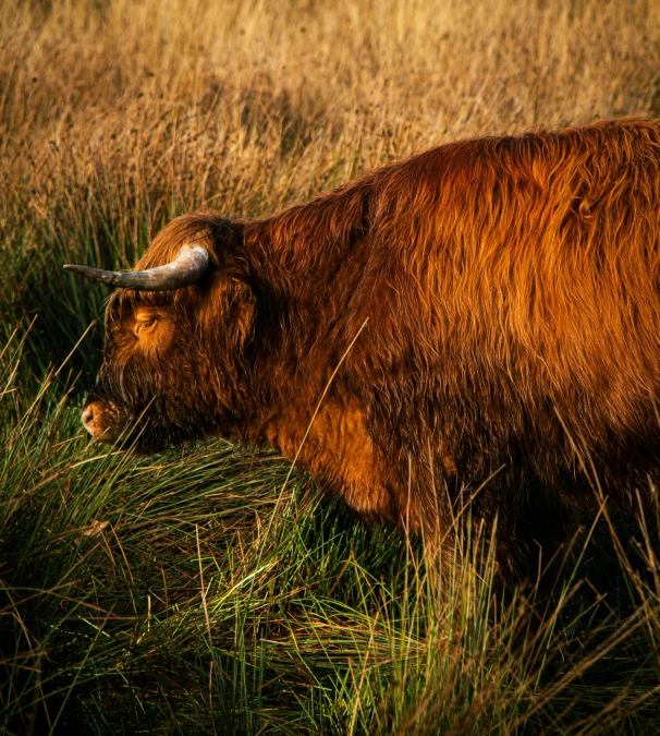 a brown cow standing on top of a lush green field, pexels contest winner, renaissance, evening sunlight, wild hair, red grass, scottish