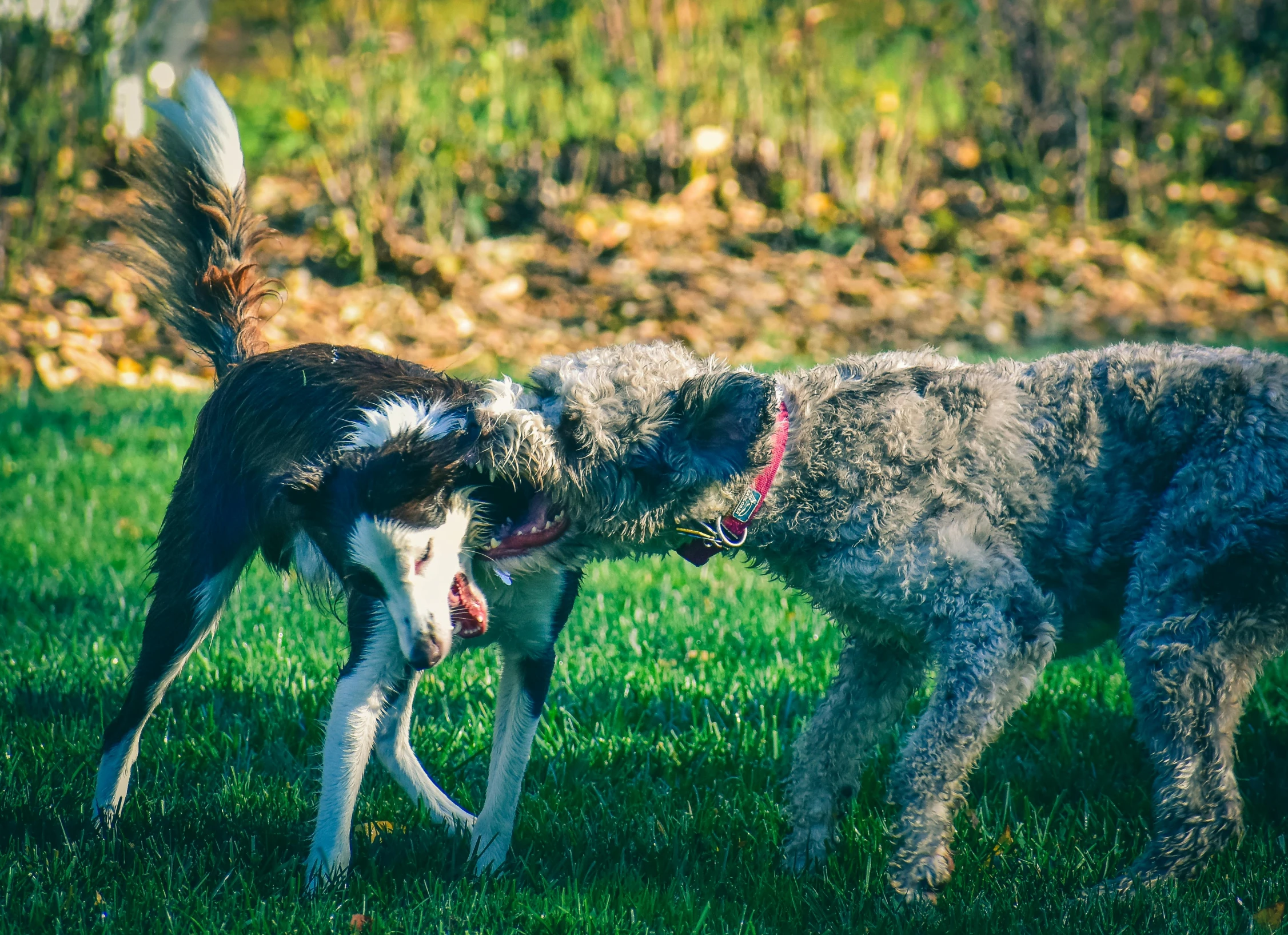 two dogs playing with a frisbee in the grass, a photo, pexels, happening, kissing each other, bushy tail, thumbnail, pixelated