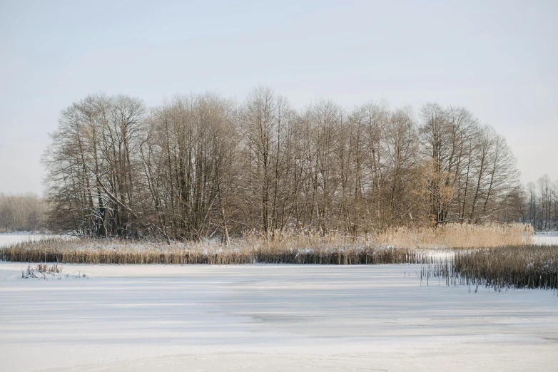 a red fire hydrant sitting on top of a snow covered field, a photo, unsplash, land art, small reeds behind lake, sparse trees, gemmy woud - binendijk, tall grown reed on riverbank