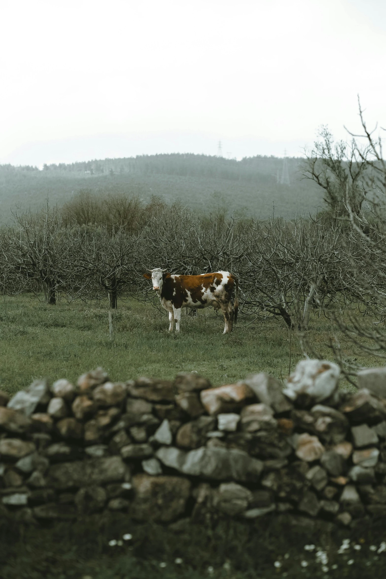 a brown and white cow standing on top of a lush green field, a picture, by Elsa Bleda, renaissance, with fruit trees, stone walls, cinematic shot ar 9:16 -n 6 -g, overcast mood