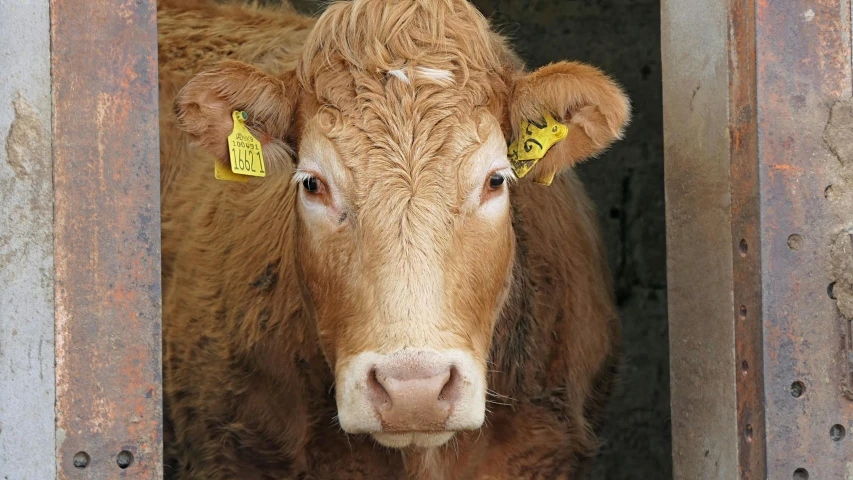 a close up of a cow with tags on it's ears, a picture, unsplash, square face, high quality photo, brown, tjalf sparnaay 8 k