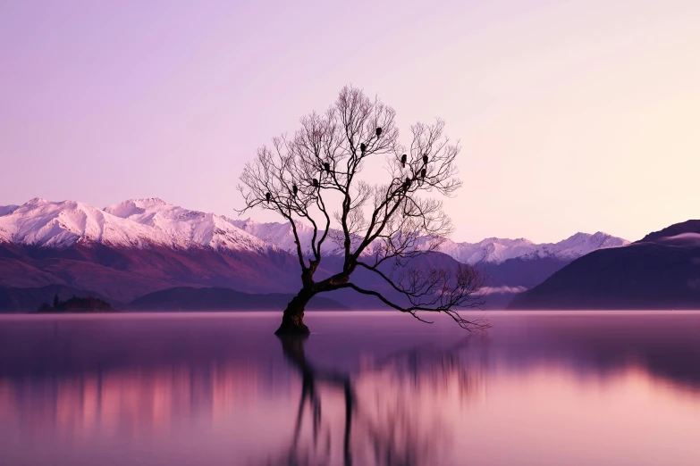 a lone tree sitting in the middle of a lake, by James Ardern Grant, unsplash contest winner, draped in purple, mountains and lakes, calm evening, manuka