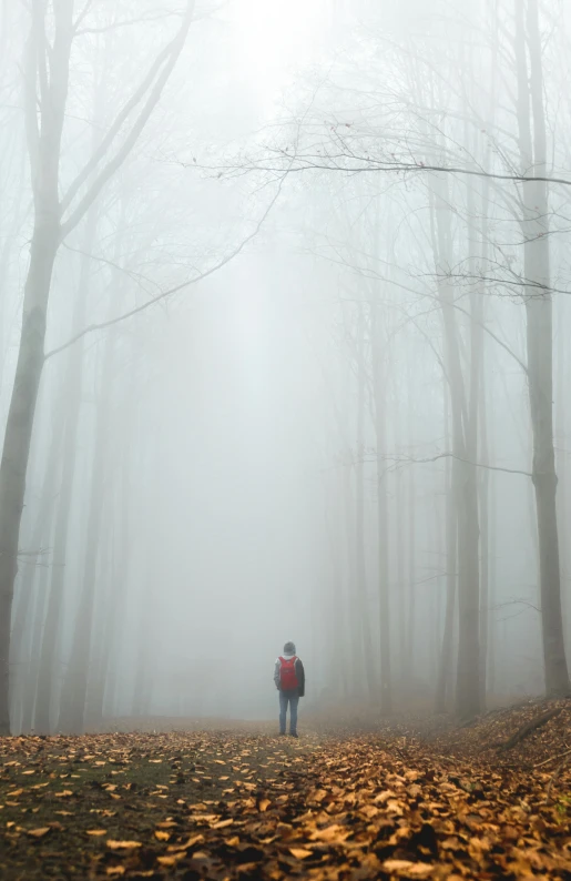 a person standing in the middle of a foggy forest, william penn state forest, ((forest)), walking away, ((mist))