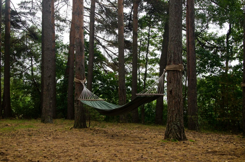 a hammock hanging between two trees in a forest, inspired by Béni Ferenczy, hurufiyya, maritime pine, picnic, forest green, medium - shot