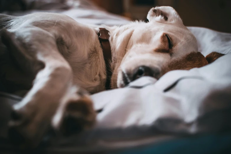 a dog that is laying down on a bed, by Adam Marczyński, trending on pexels, snoring, a close up shot, gif, horse laying down