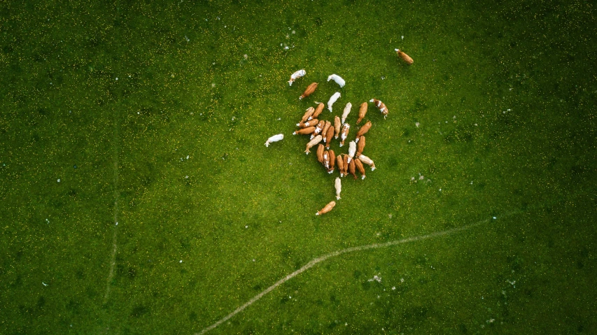 a herd of cattle grazing on a lush green field, by Jan Tengnagel, pexels contest winner, land art, game top down view, snacks, float, cinematic shot ar 9:16 -n 6 -g