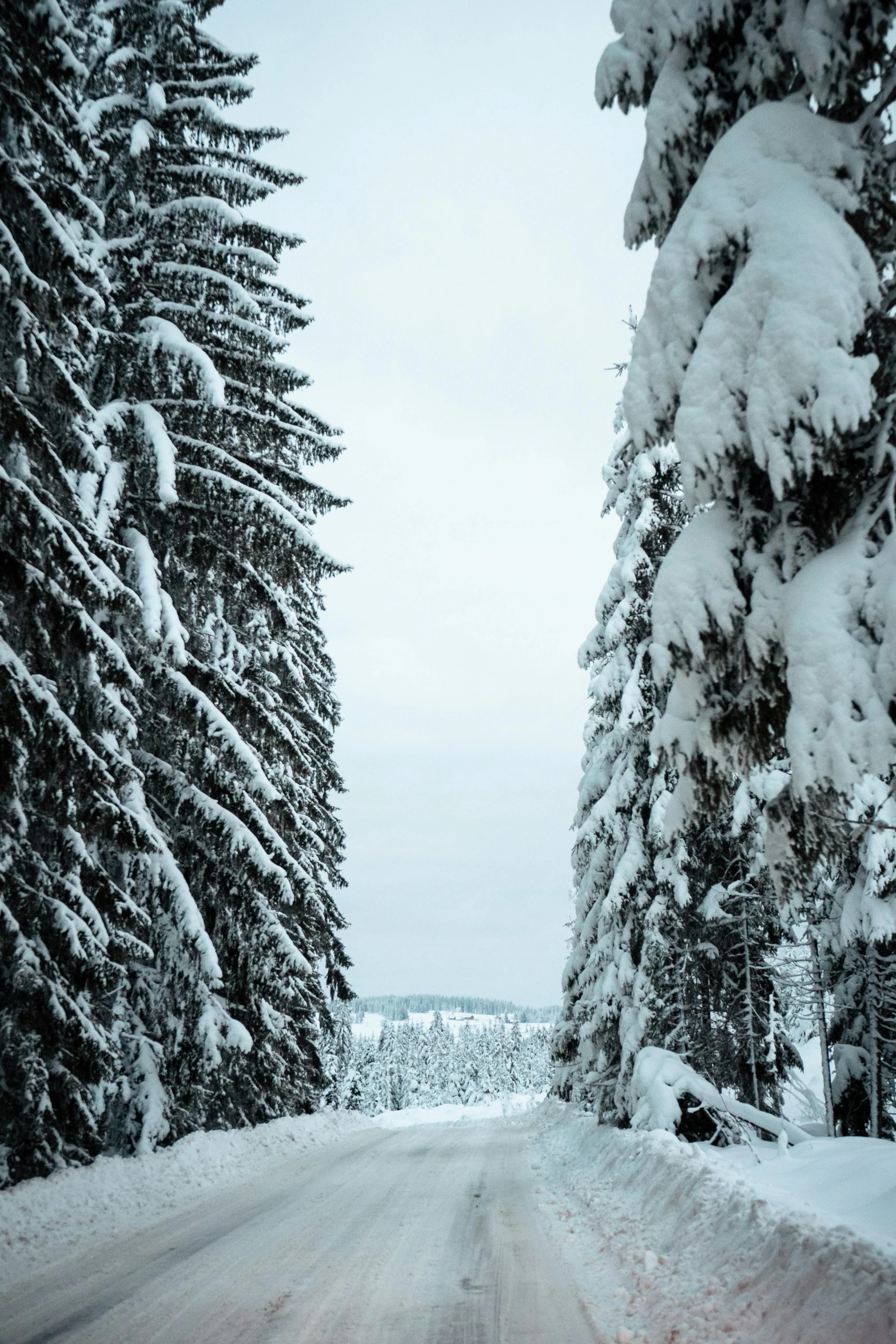 a snow covered road in the middle of a forest, tarmo juhola, intricate environment - n 9, looking out, evergreen