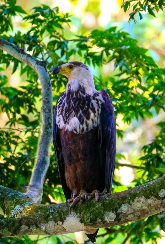 a bald eagle sitting on top of a tree branch, a portrait, pexels contest winner, sumatraism, 4yr old, older male, lone female, mid-shot of a hunky