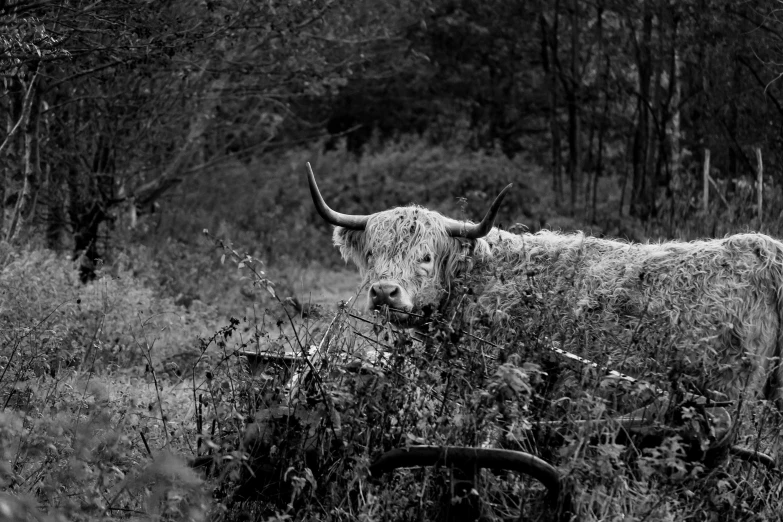 a black and white photo of a cow in a field, a black and white photo, pexels, overgrown with weeds, horned god, hd footage, scottish style