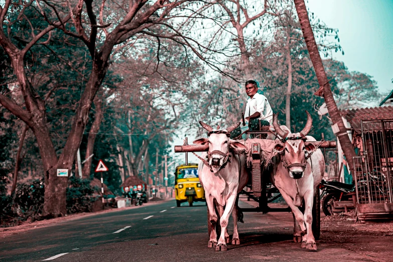 a man riding on the back of a cart with two bulls, a colorized photo, by Sudip Roy, pexels contest winner, bengal school of art, thumbnail, traffic, indian forest, with instagram filters