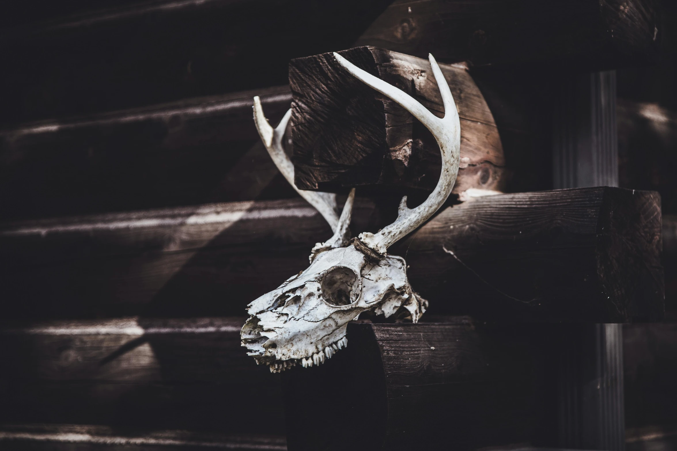 a deer skull sitting on top of a wooden wall, by Jesper Knudsen, pexels contest winner, vanitas, 🦩🪐🐞👩🏻🦳, skulled creature with black fur, white, a wooden