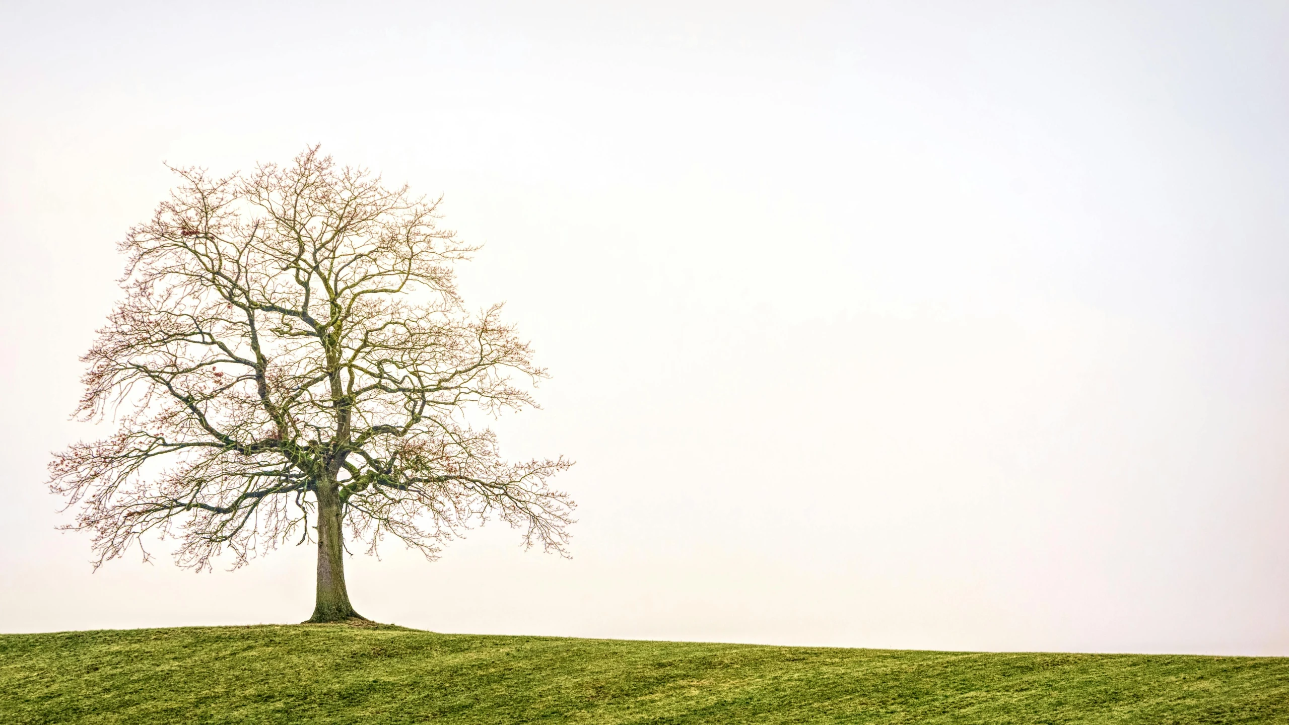 a lone tree sitting on top of a lush green hillside, pexels contest winner, minimalism, sycamore, with a white background, aged 2 5, featured art