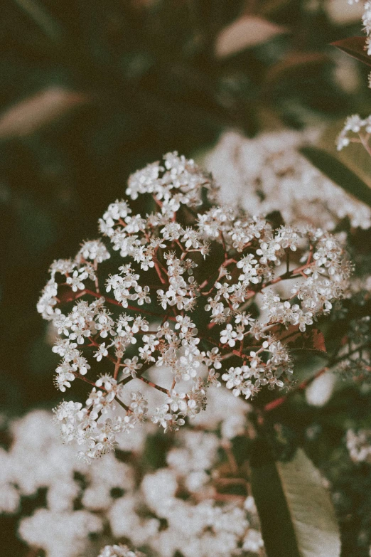 a bunch of white flowers sitting on top of a lush green field, inspired by Elsa Bleda, unsplash, aestheticism, sepia colors, medium format, gypsophila, intricate