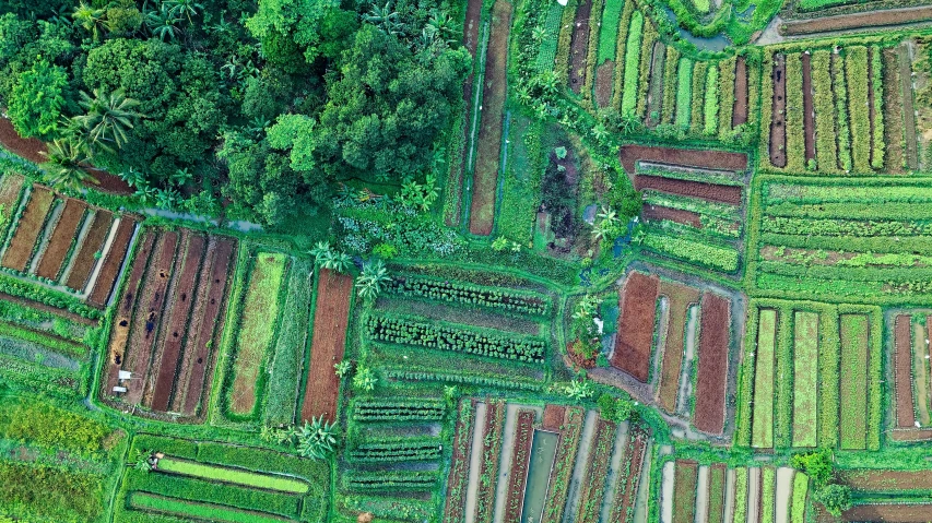 an aerial view of a field of crops, by Daniel Lieske, lush jungle, ecovillage, flatlay, patchwork