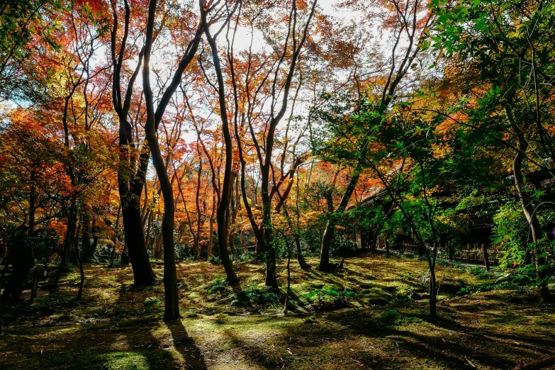 a forest filled with lots of trees covered in leaves, unsplash, sōsaku hanga, himeji rivendell garden of eden, warm glow coming the ground, kyoto studio, ritual in a forest