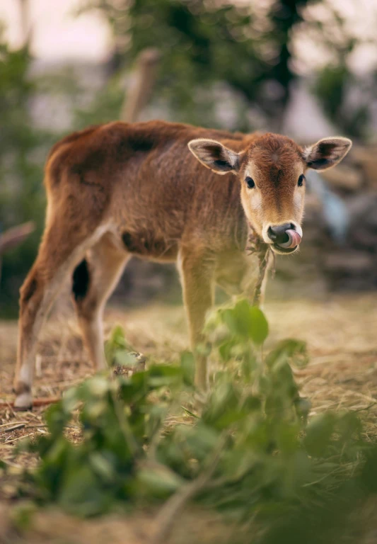 a brown cow standing on top of a grass covered field, bangalore, tiny cute nose, the second… like a calf, endangered