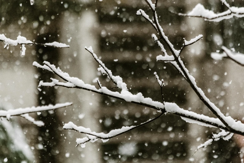 a bird sitting on a tree branch in the snow, pexels contest winner, snow falling, background image, alessio albi, detailed abstract