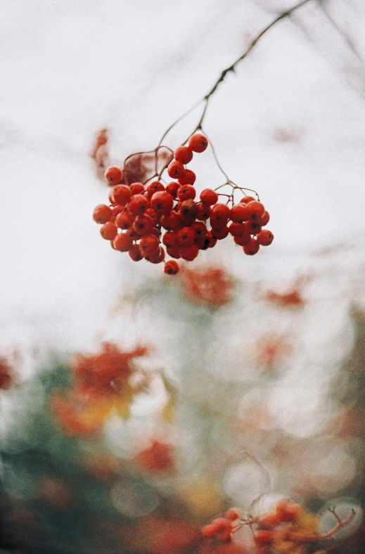 a bunch of red berries hanging from a tree, inspired by Elsa Bleda, unsplash contest winner, romanticism, paul barson, on a cloudy day, background image, rinko kawauchi