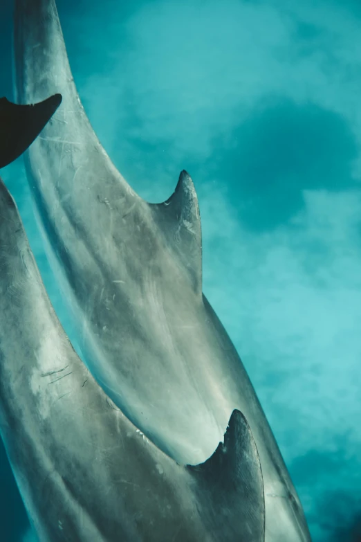 a couple of dolphins swimming next to each other, by Daniel Taylor, pexels contest winner, romanticism, detail shot, fins, nat geo, high-body detail