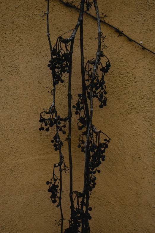 a plant that is on the side of a building, inspired by Andy Goldsworthy, yellow and black grapes, made of tar, black tendrils, “berries