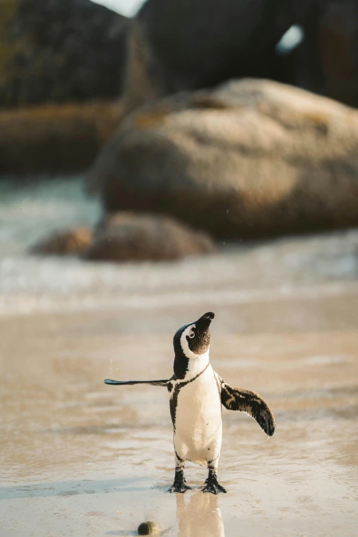 a penguin standing on top of a sandy beach, pexels contest winner, arabesque, waving arms, south african coast, smol, an intricate