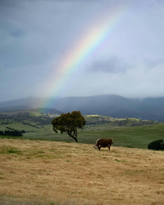 a cow in a field with a rainbow in the background, inspired by Russell Drysdale, unsplash contest winner, overlooking a valley, bulli, overcast, background image