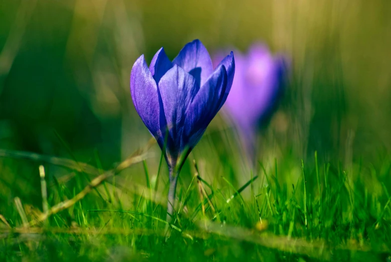 a couple of purple flowers sitting on top of a lush green field, pexels contest winner, blue velvet, early spring, small, chromostereopsis