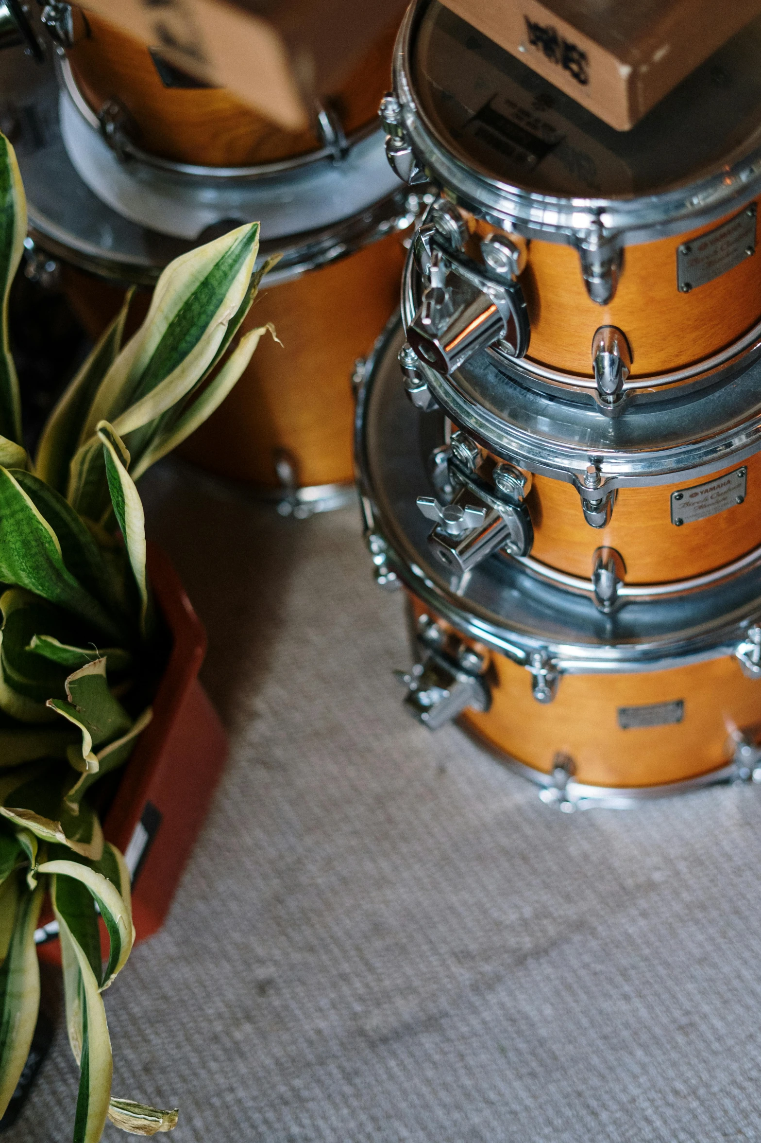 a stack of drums sitting next to a potted plant, caramel, set photograph, stems, a blond