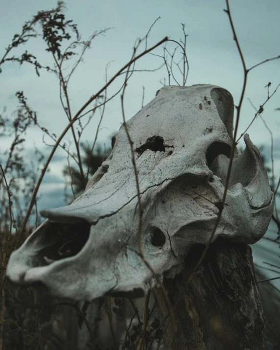 a large animal skull sitting on top of a lush green field, a surrealist sculpture, unsplash contest winner, profile image, driftwood, pale grey skin, spooky photo