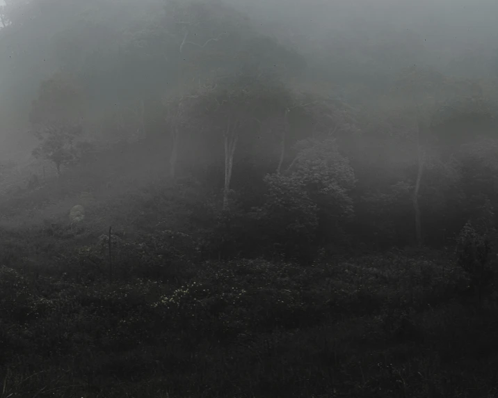 a black and white photo of a foggy forest, an album cover, unsplash contest winner, tonalism, colombian jungle, hill with trees, eerie thriller aesthetic!!!!, indian forest