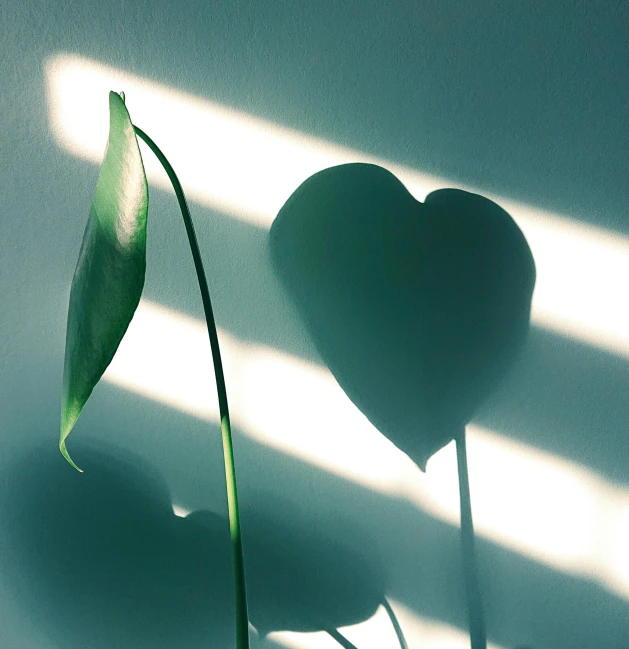 a close up of a plant with a heart shaped leaf, a picture, inspired by Robert Mapplethorpe, trending on pexels, long cast shadows, green light coming from window, still life photo of a backdrop, cast shadows