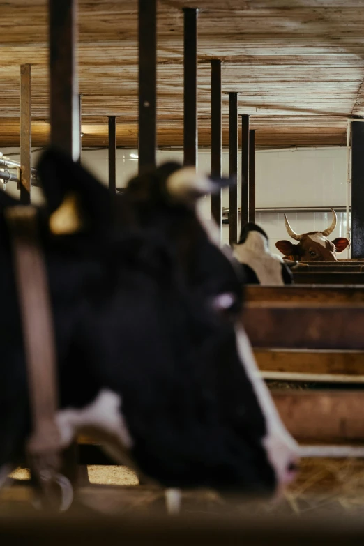 a couple of cows standing next to each other, by Jan Tengnagel, trending on unsplash, renaissance, inside a barn, long shot from back, mill, sitting down