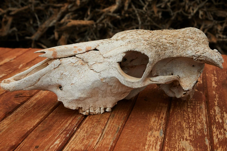 an animal skull sitting on top of a wooden table, profile image, fan favorite, samburu, bark for skin