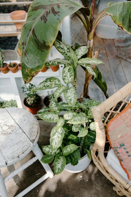 a white chair sitting on top of a wooden floor next to a potted plant, by Daniel Lieske, trending on unsplash, in bloom greenhouse, high view, speckled, tropical leaves