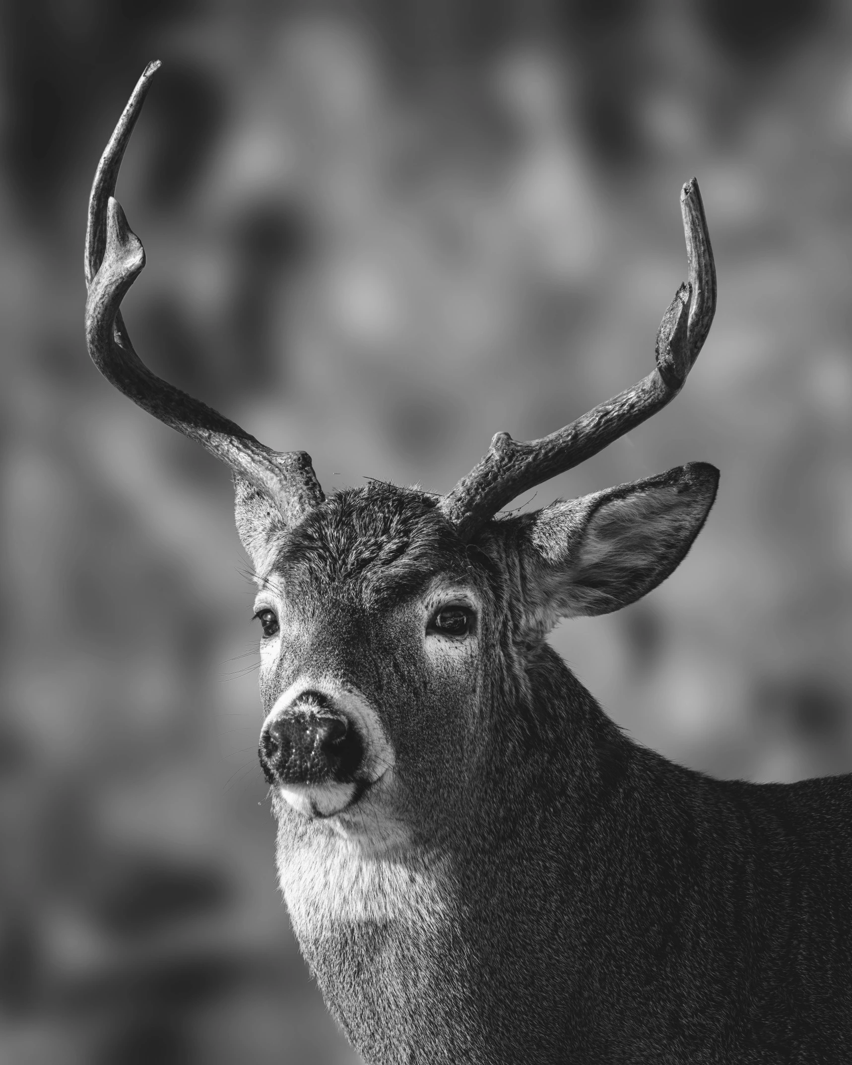 a black and white photo of a deer, a black and white photo, inspired by Rudolph F. Ingerle, pexels contest winner, photorealism, extremely handsome, selective color effect, low depth field, bw