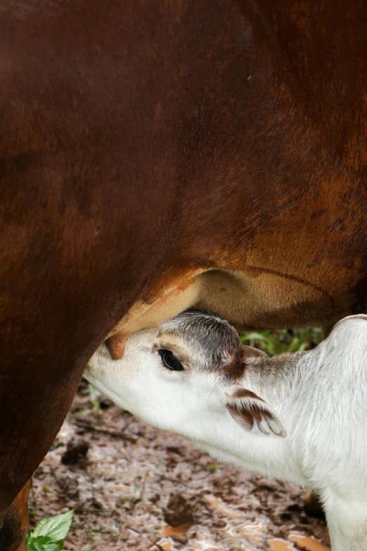 a baby calf standing next to an adult cow, by Elizabeth Durack, unsplash, renaissance, gently caressing earth, closeup 4k, licking, kangaroo