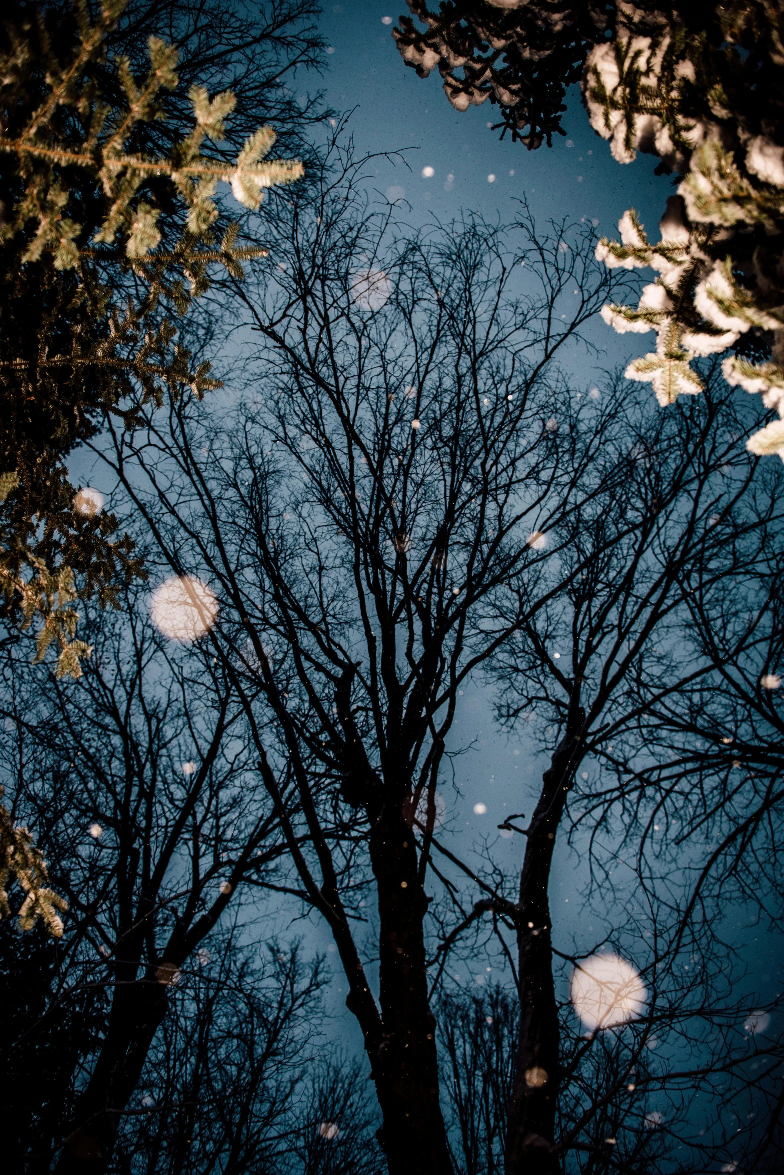 a group of trees that are standing in the snow, unsplash, magical realism, spores floating in the air, low angle camera view, ((trees)), evening lights