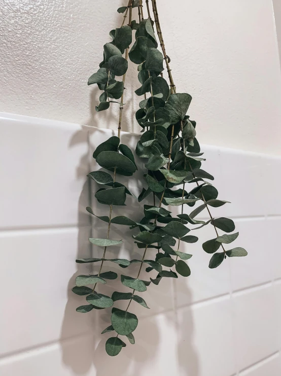 a close up of a plant hanging on a wall, by Robbie Trevino, eucalyptus, bath, low quality photograph, indoor